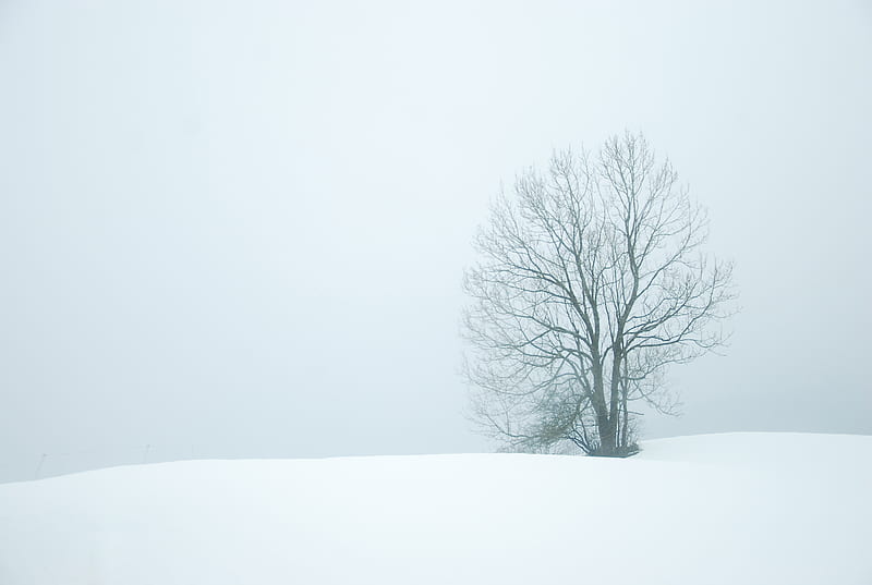 bare tree in the middle of snow field, HD wallpaper