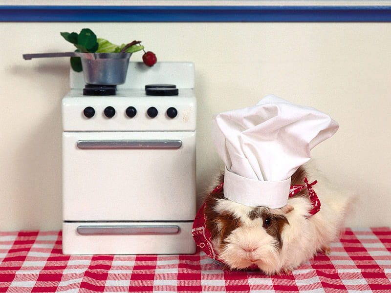 Whats Cooking Guinea Pig, pet, pig, house, guinea, rodent, kitchen, animal, HD wallpaper