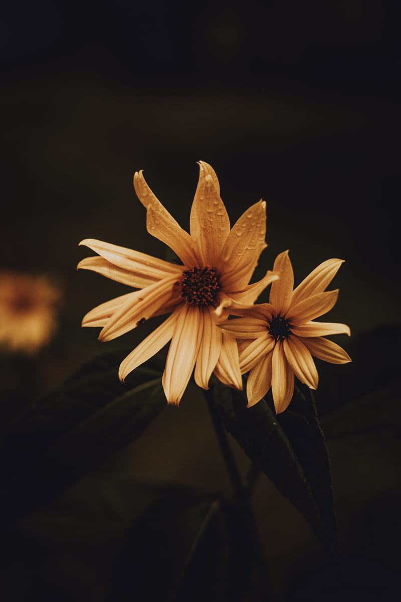 flower, petals, yellow, bloom, HD phone wallpaper