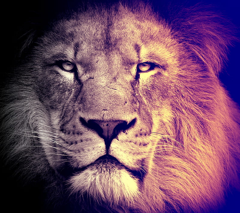 Lion, wild, HD wallpaper