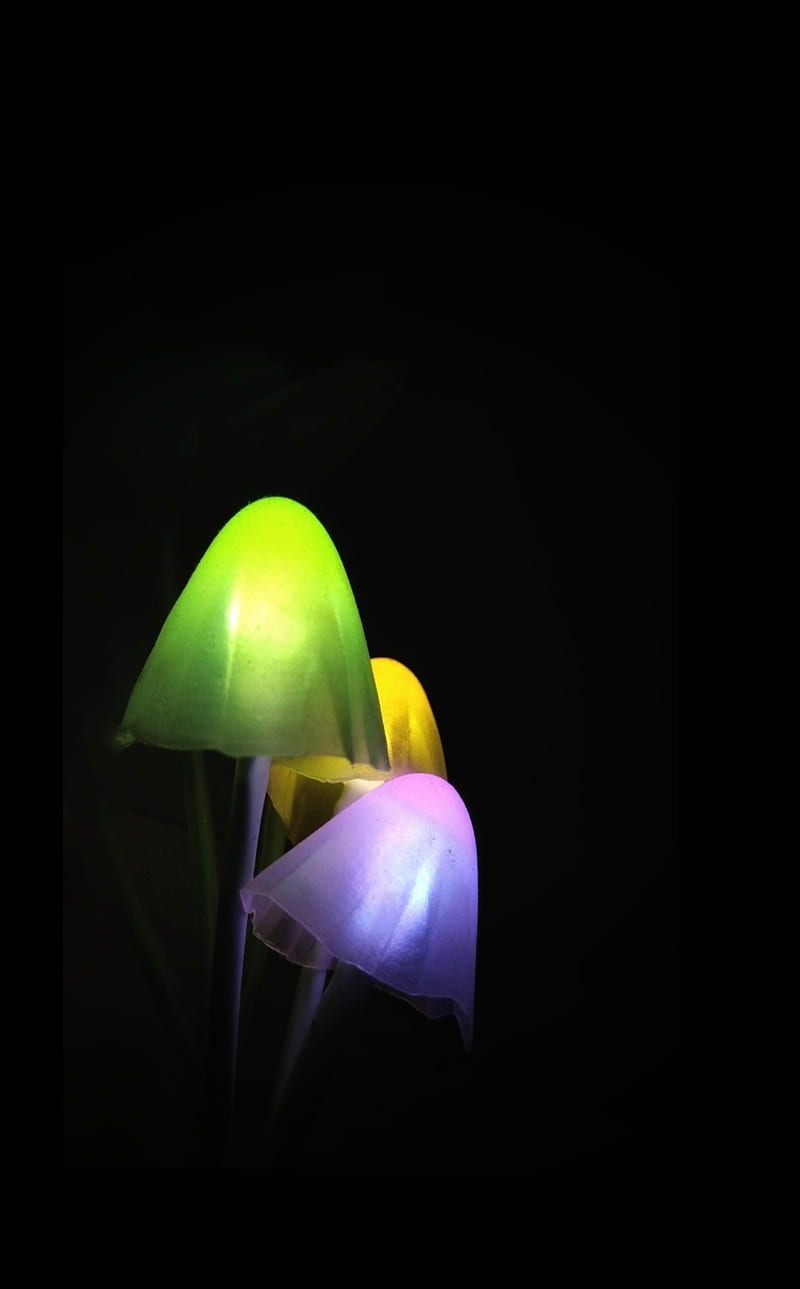 Night lights, background, black, dark, glow, in, mushroom, mushrooms, purple, HD phone wallpaper