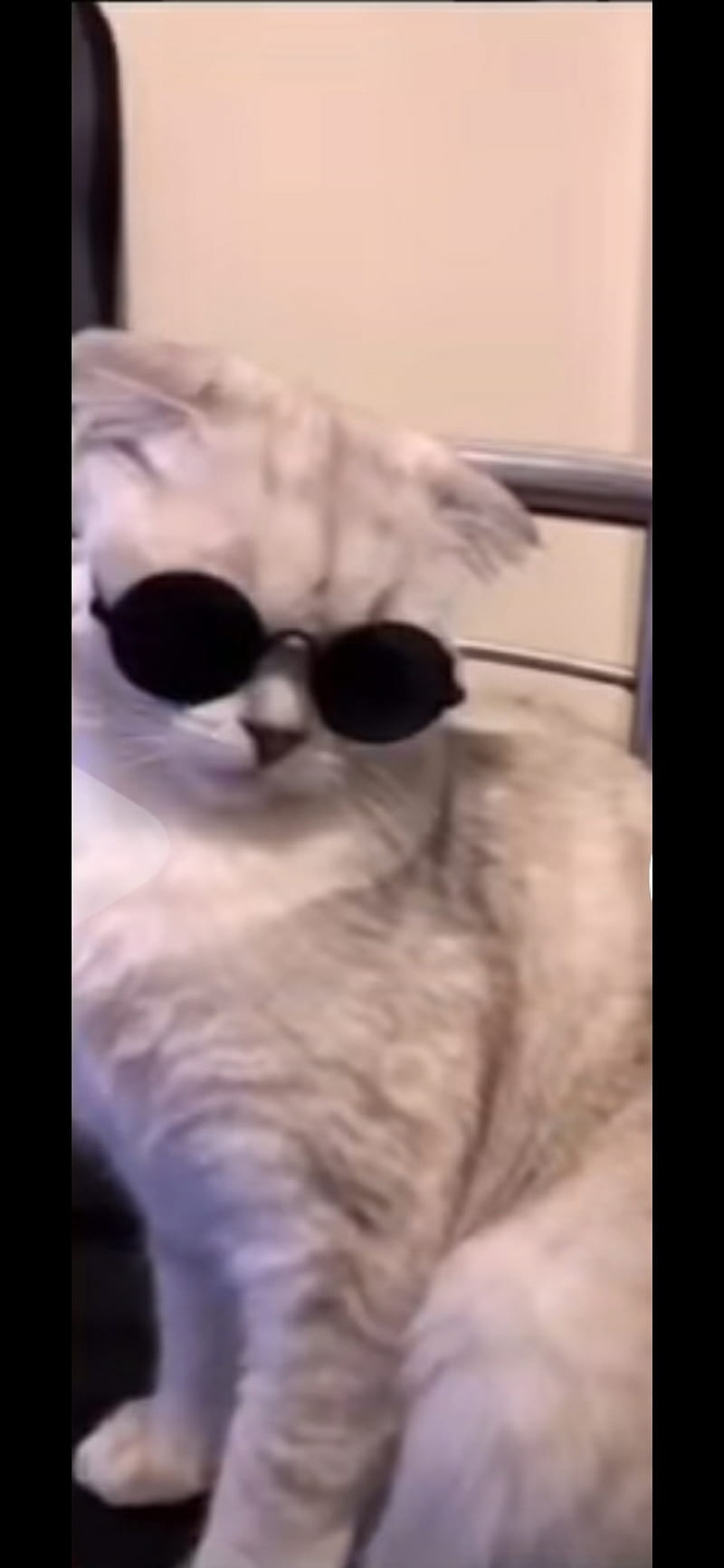 Gato facha, cat, fachero, funny, gatitos, cats, memes, HD phone wallpaper