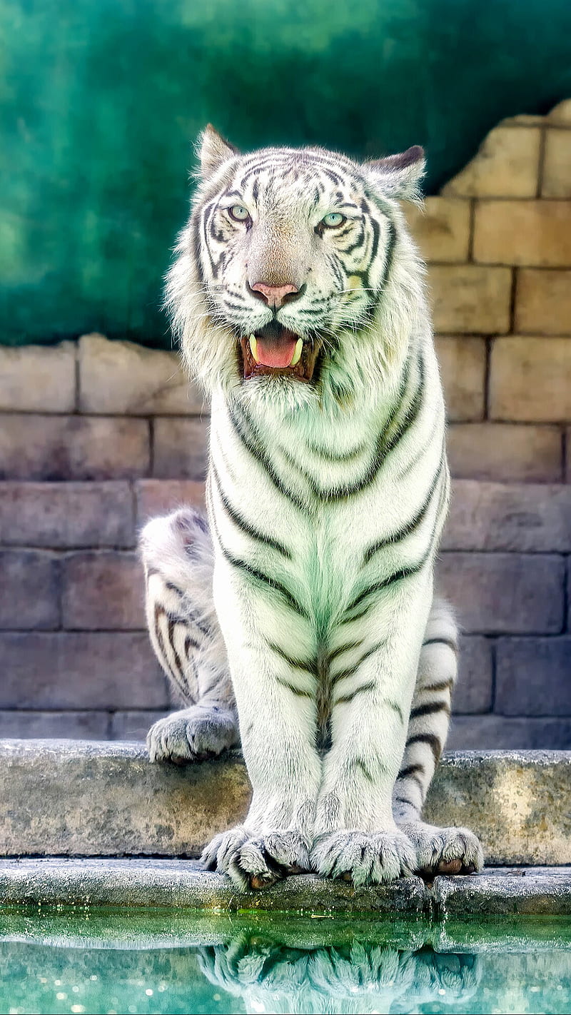 tigre blanco wallpaper