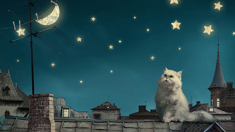 Keeping Stars, stars, art, roof, kitty, bonito, cat, cute, fantasy, moon, blue, night, HD wallpaper