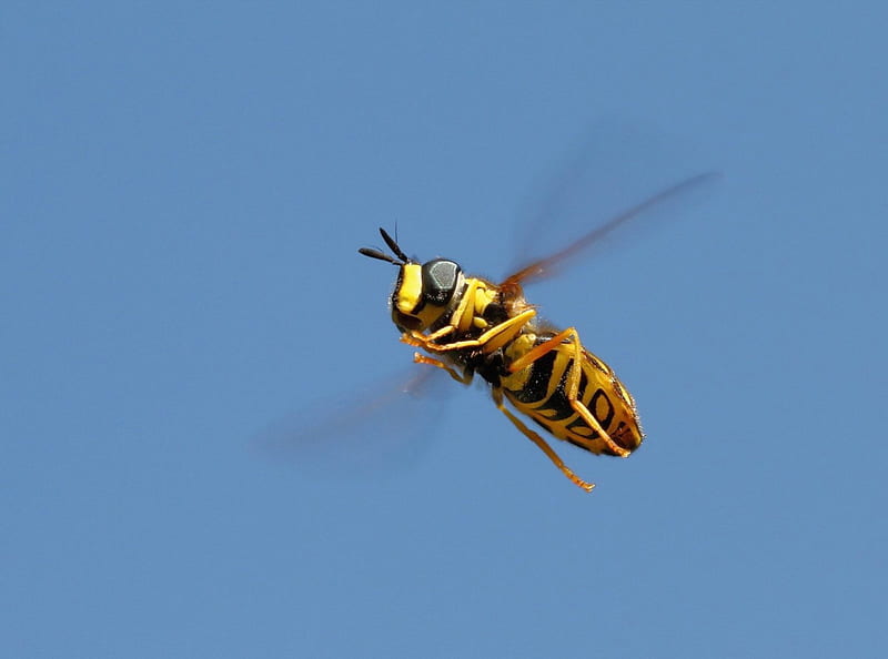 flying bee, bee, wings, wilds, flying, HD wallpaper