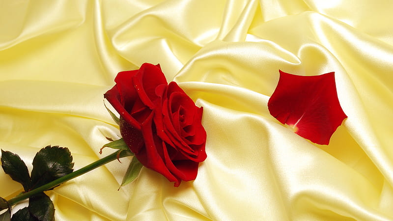 Red Rose for my dear friends !!, red, rose, cloth, yellow, bonito, petal, HD wallpaper