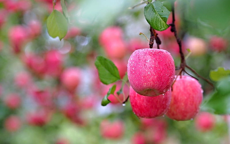 Apples, apple, red, tree, field, HD wallpaper | Peakpx