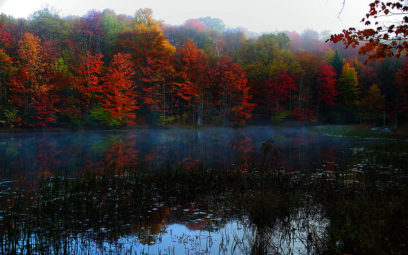 AUTUMN FOG, autumn, background, morning, lake, fog, foliage, HD wallpaper