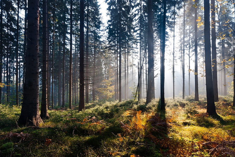 Beautiful Forest, forest, tree, sun, green, nature, bonito, sky, blue ...