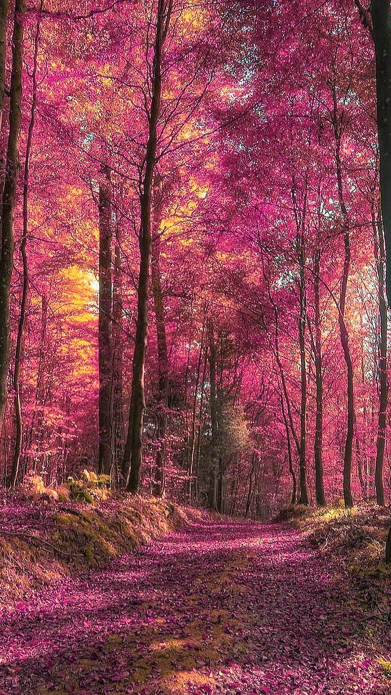 Download Pink autumn  Autumn hd wallpapers For Mobile Phone