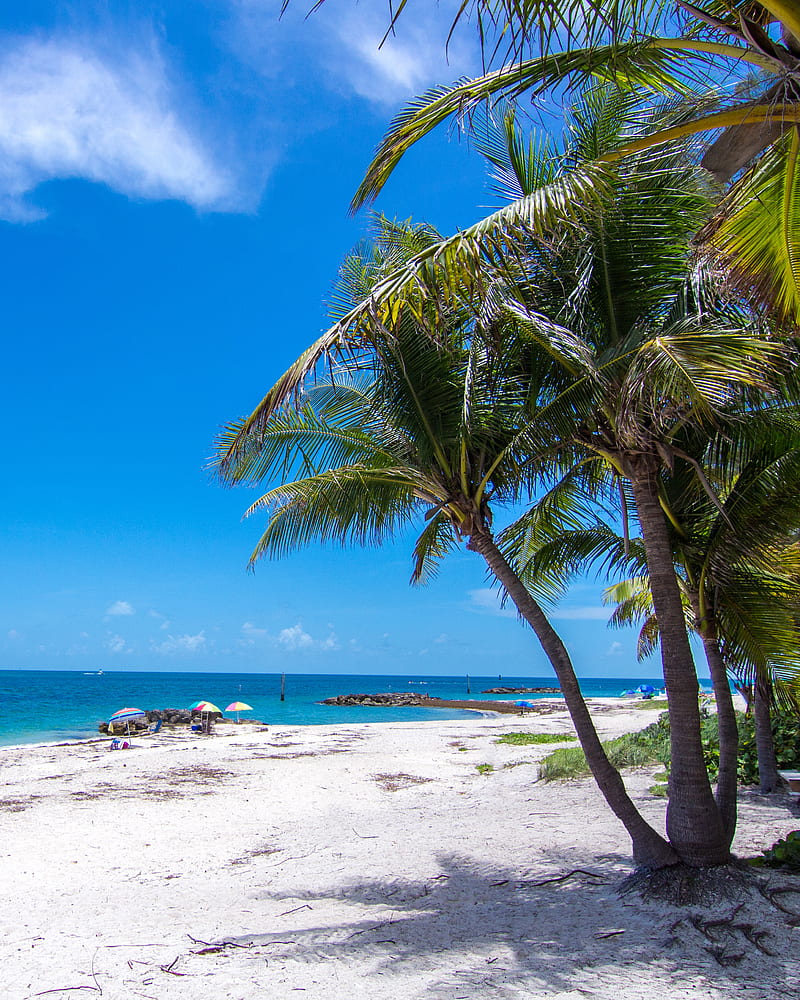 Florida Key West , tropical, palm tree, sand, usa, beach, key west, , travel, summer, HD phone wallpaper