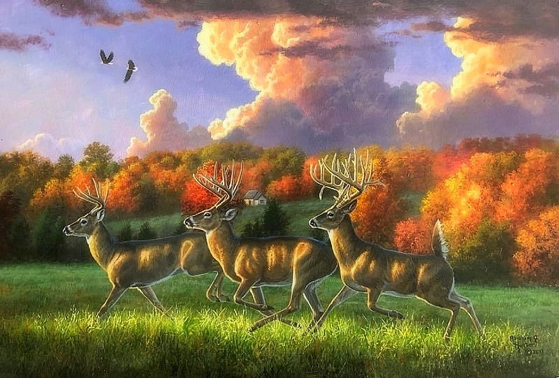 Three King Bucks, rural, cottages, love four seasons, attractions in dreams, trees, sky, clouds, deer, countryside, paintings, sunsets, summer, nature, fields, HD wallpaper