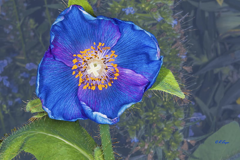 Amapola azul, colorido colorido, flor, floreciente, jardín, naturales