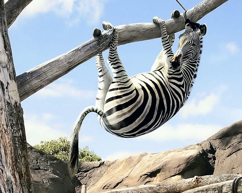 Funny Zebra, tree, HD wallpaper