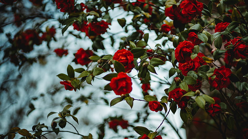 rose, bush, flowering, HD wallpaper