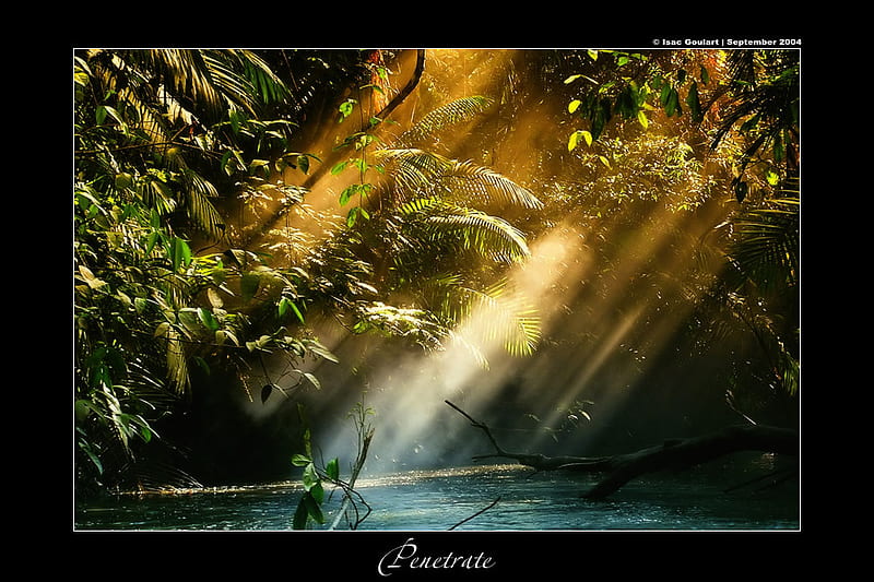 Penetrate, sun, water, rays, black, trees, lake, light, HD wallpaper