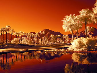 Palms Springs iPhone wallpaper  Palm trees wallpaper Tree wallpaper  iphone Palm tree iphone wallpaper