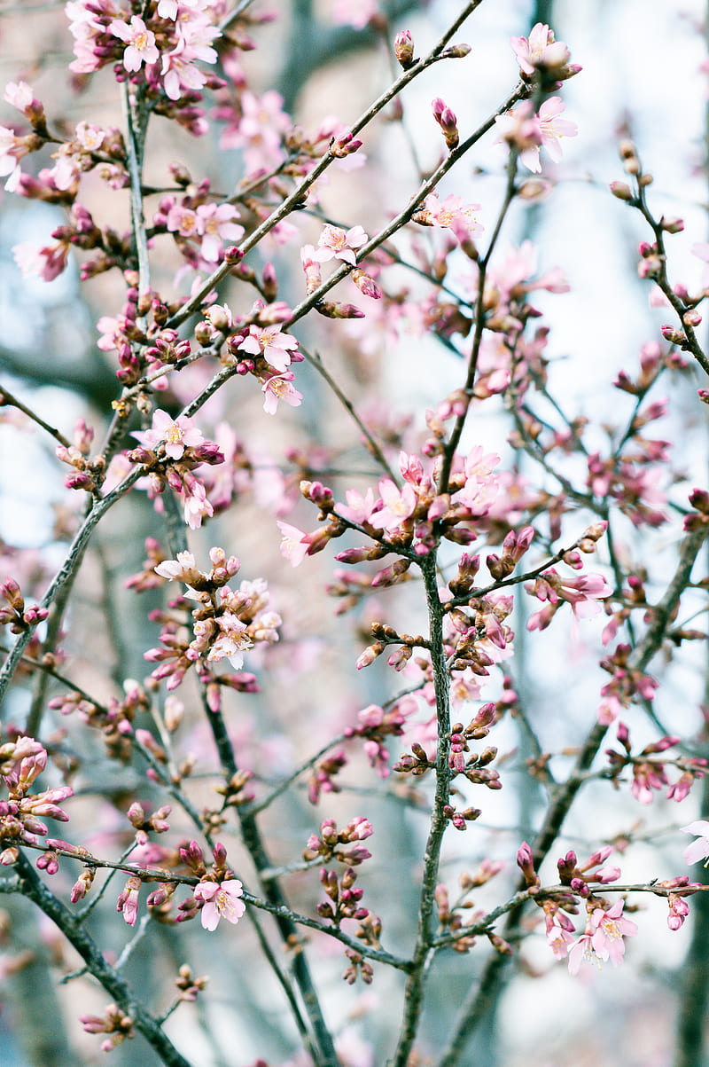 flowers, bloom, spring, pink, petals, HD phone wallpaper