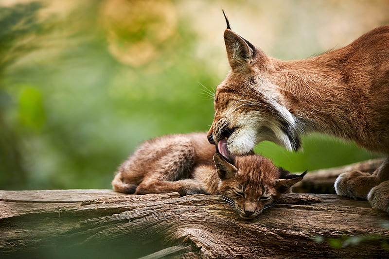 Cats, Lynx, Baby Animal, Cub, Wildlife, predator (Animal), HD wallpaper