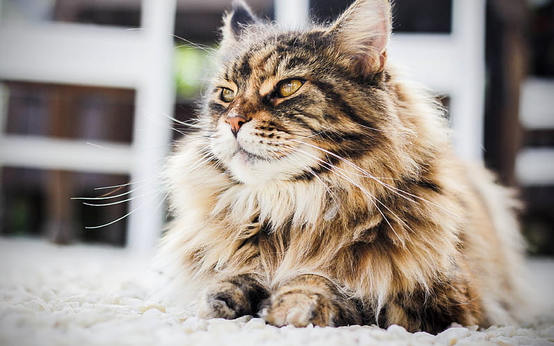 Persian Cat close-up, fluffy cat, cats, yellow eyes, domestic cats, pets, Persian, HD wallpaper
