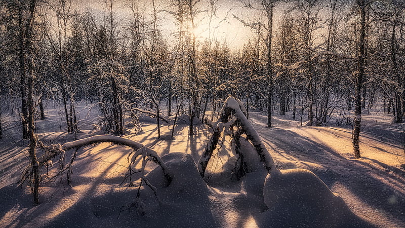 Forest With Snow Covered Trees During Winter Nature, HD wallpaper