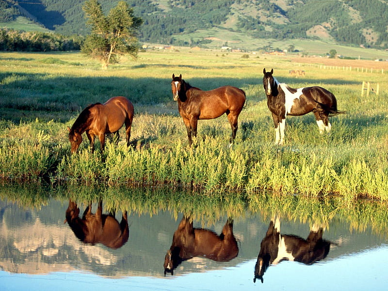 Horse Reflections, wild, mirror, lake, animals, horses, meadow, landscape, HD wallpaper