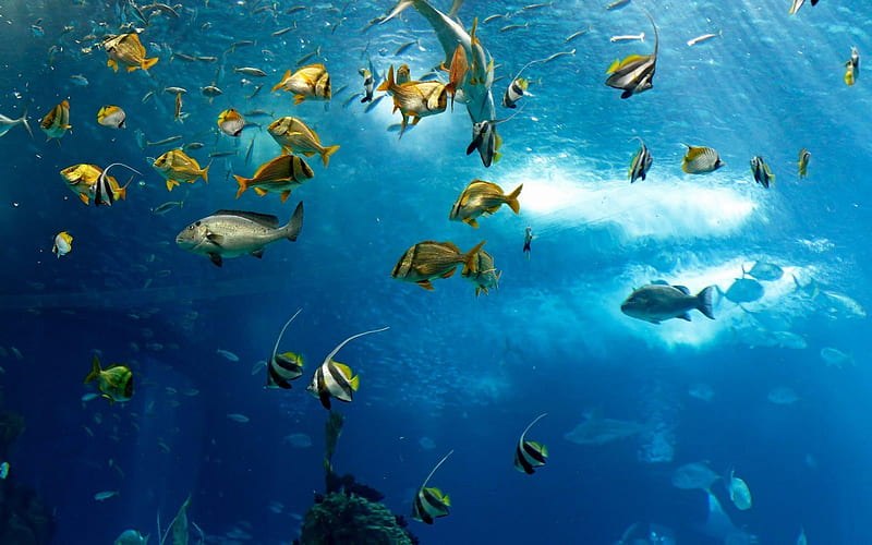 fish, underwater world, sea, HD wallpaper