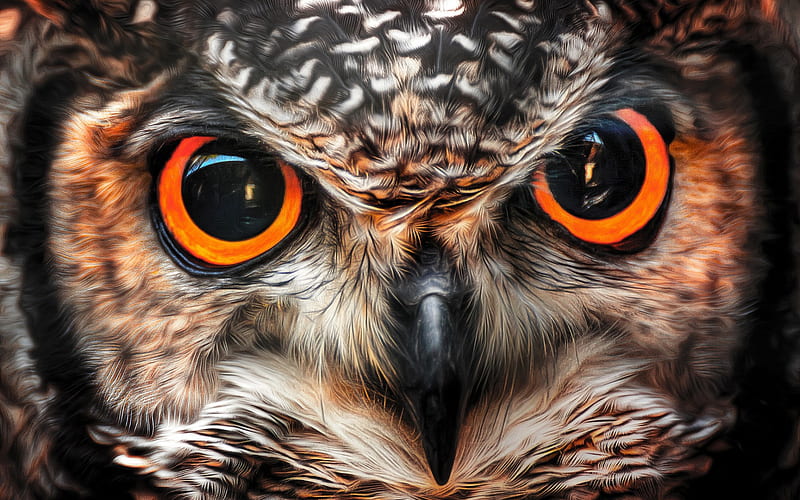 owl, beautiful bird, big eyes, birds, owl eyes, HD wallpaper