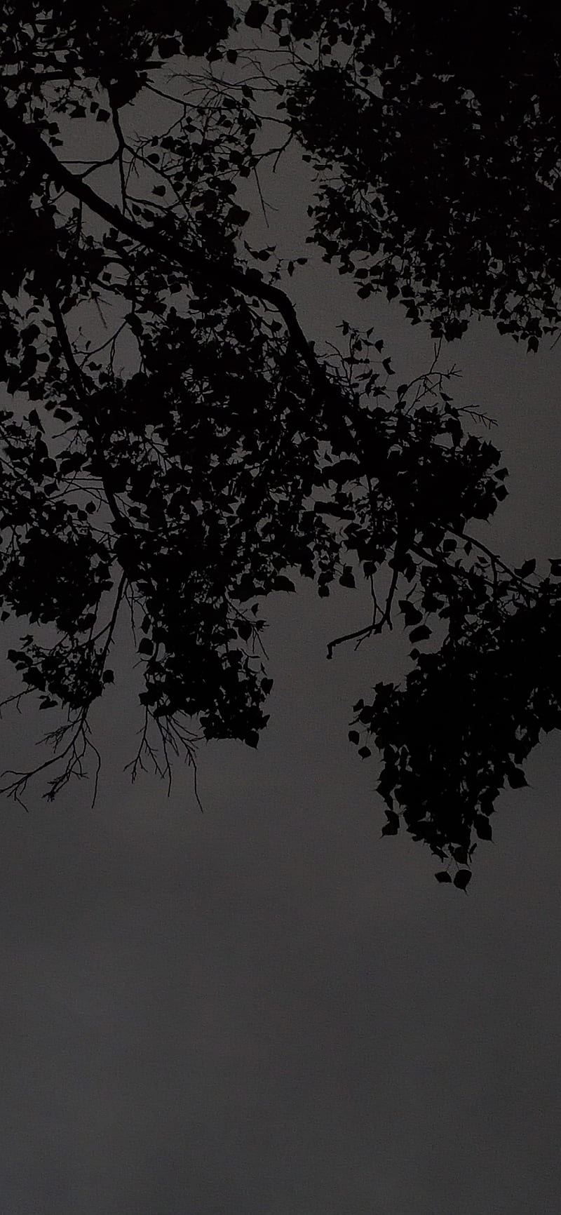 Dark Walpaper, sky, Tree, HD phone wallpaper