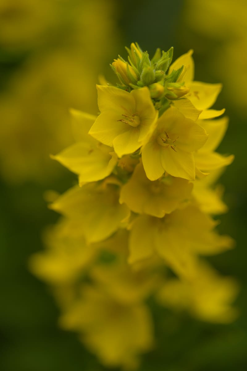 loosestrife, flowers, inflorescence, yellow, HD phone wallpaper