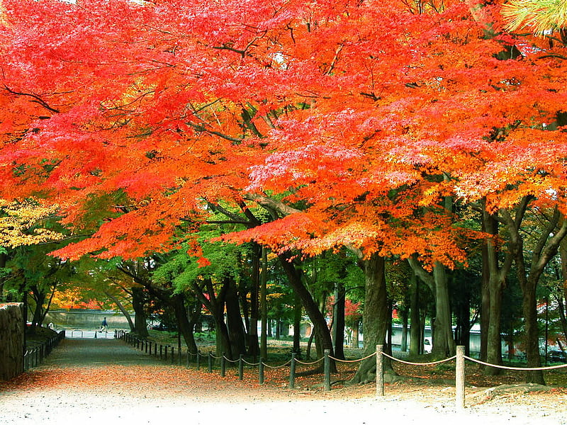 Nanzen-ji Sanmon, forest, colorful, tree, kyoto, road, HD wallpaper ...