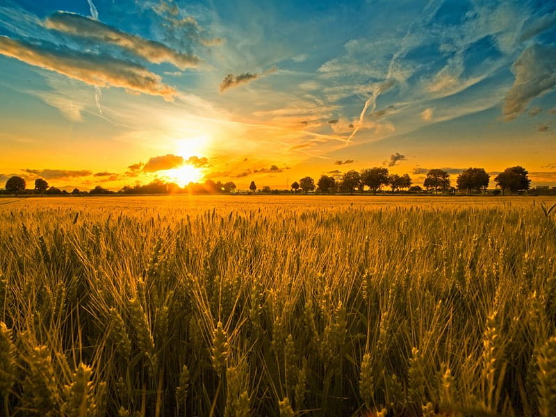 R Field Shooting, sun, wheat, yellow, bonito, graphy, nice, gold, green, sunsets, landscapes, beauty, fields, plantations, blue, amazing, sunrises, shooting, horizon, colors, sky, trees, plants, awesome, r, hop, HD wallpaper