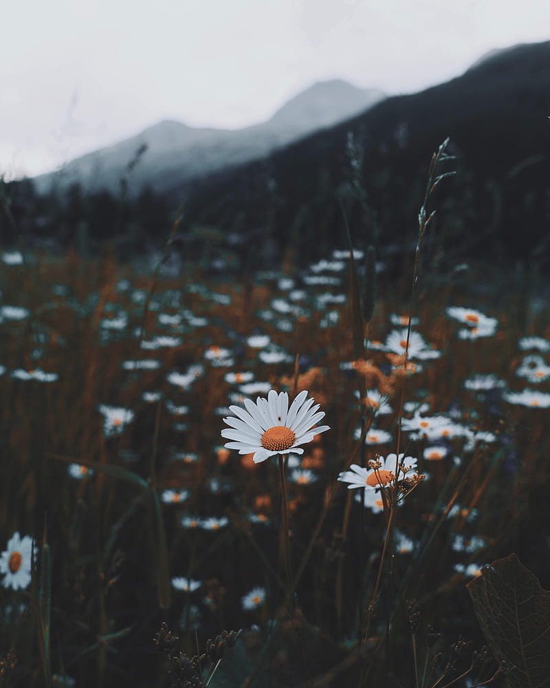 daisies, flowers, grass, wild, nature, HD phone wallpaper