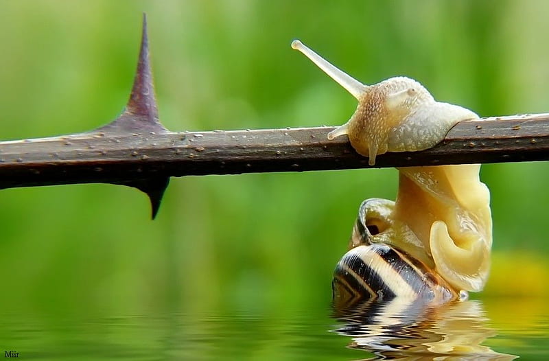 fight_for_life, water, snail, wood, animal, HD wallpaper