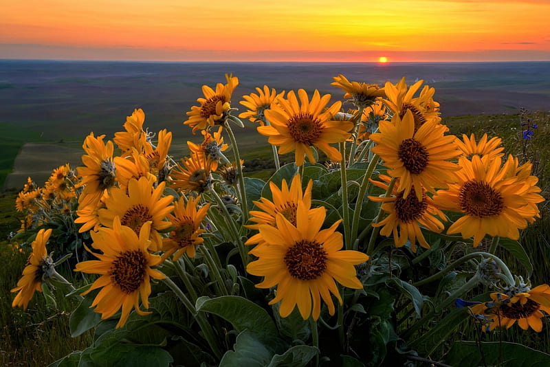 Sunflowers at sunset, sunset, nature, sunflower, wonderful, HD wallpaper