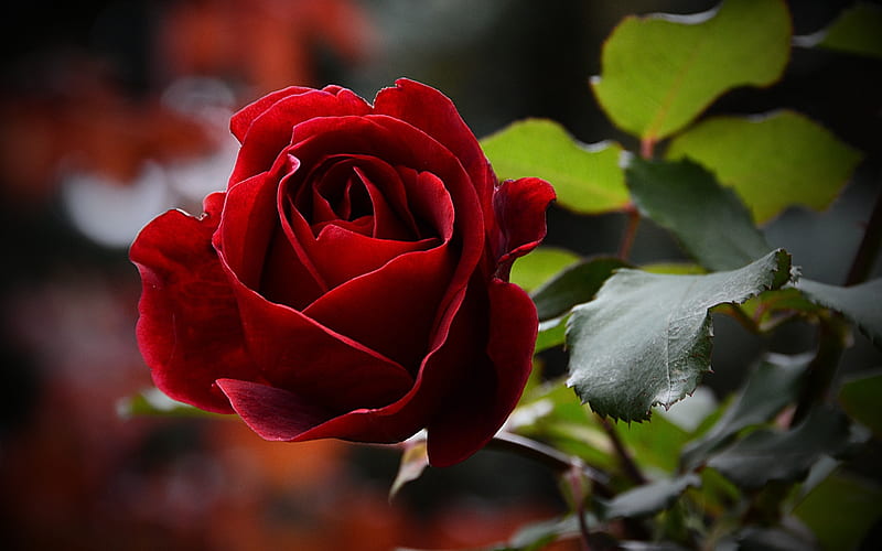 Red rose, Rose, Macro, Red, Flower, HD wallpaper | Peakpx