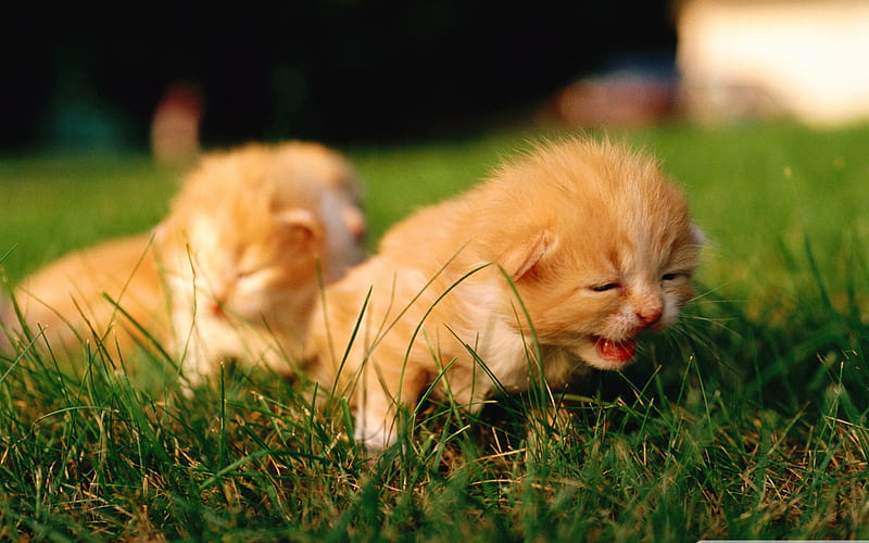 newborn kittens-Cute pet cat, HD wallpaper