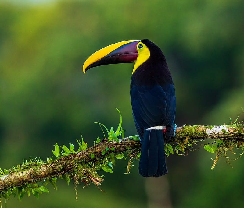 toucan, bird, exotic, branch, beak, color, HD wallpaper