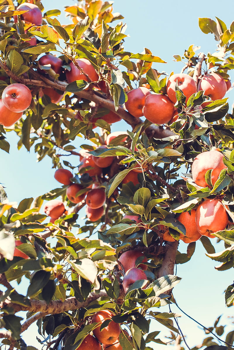 apples, red, branch, tree, fruit, HD phone wallpaper