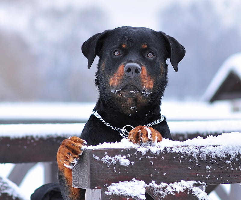 Rottweiler, cute, dog, HD wallpaper