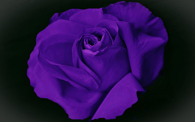 Rosa violeta, macro, flores violetas, flores hermosas, capullo violeta,  rosas, Fondo de pantalla HD | Peakpx