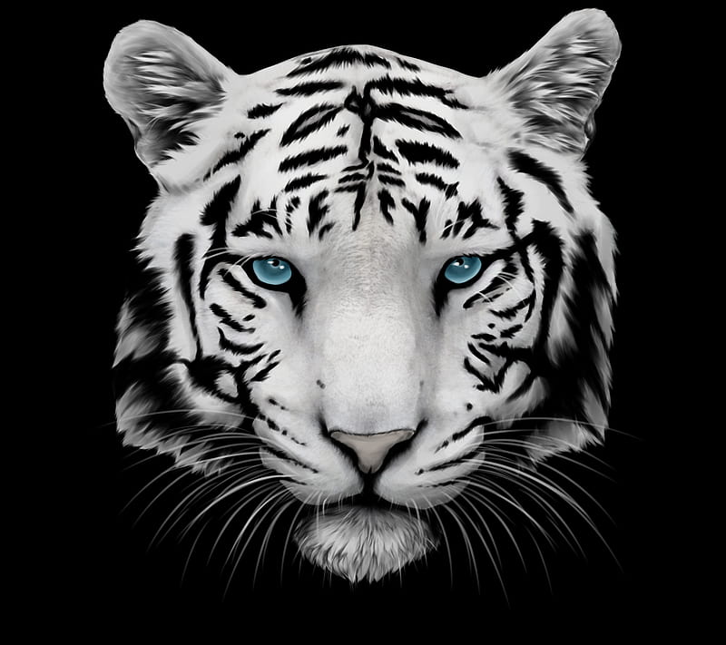 White Tiger, head, muzzle, whiskers, HD wallpaper