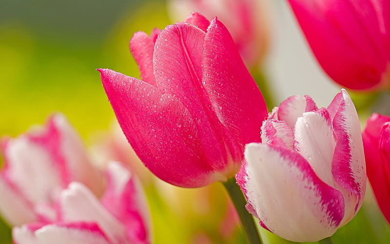 Pretty pink tulips, divine, fragrant, flowers, nature, tulips, pink, elegant, pretty, mix, white, HD wallpaper