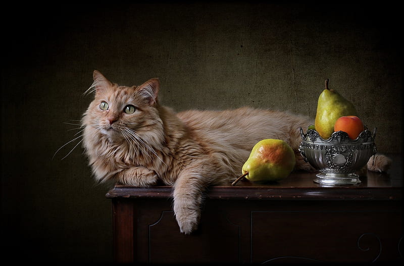 Cats, Cat, Fruit, Pear, Pet, HD wallpaper