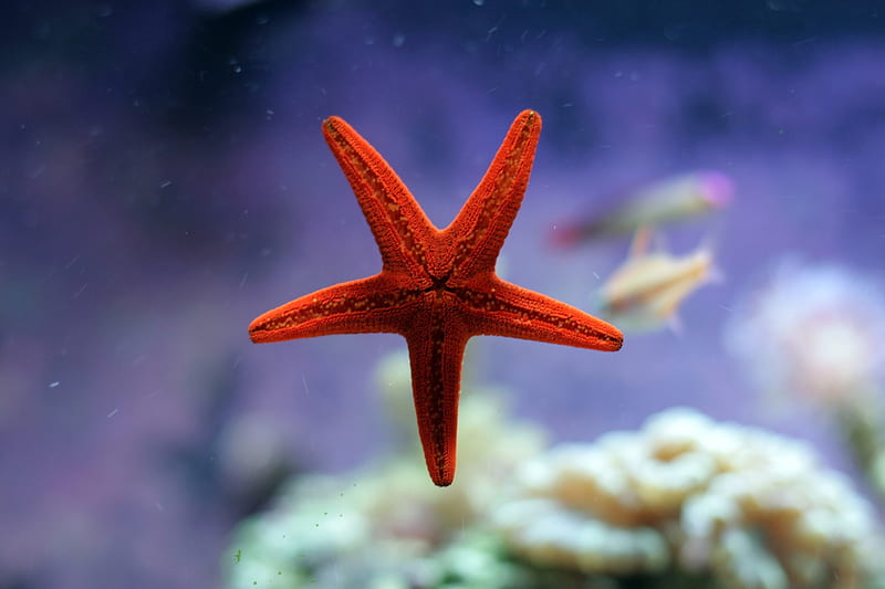 Starfish, summer, red, vara, water, HD wallpaper