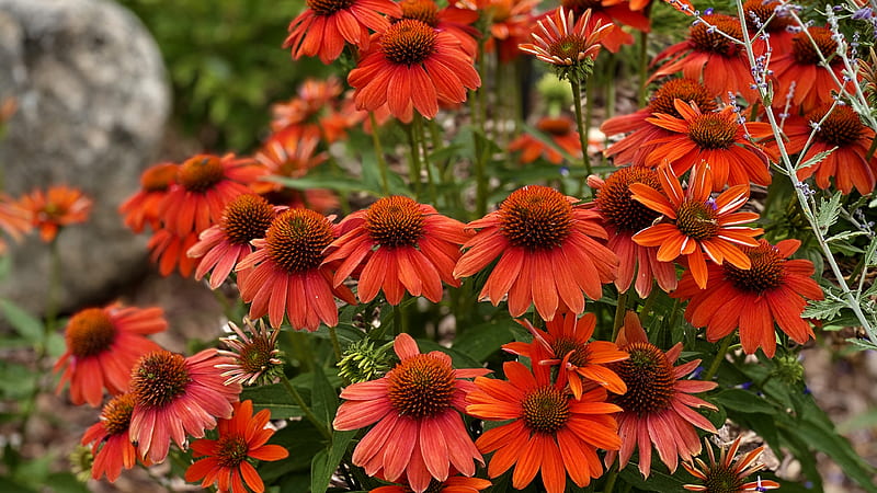 Earth, Echinacea, Flower, HD wallpaper