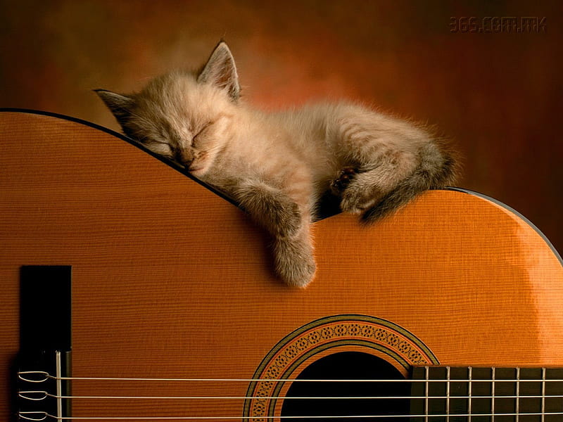 Adorable Kitten Sleeping on a Guitar, guitar, kittens, sleeping, cats, animals, HD wallpaper