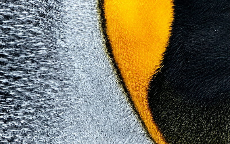 Texture ~ Penguin feathers, penguin, feather, texture, gris, yellow, black, skin, rod lon, HD wallpaper