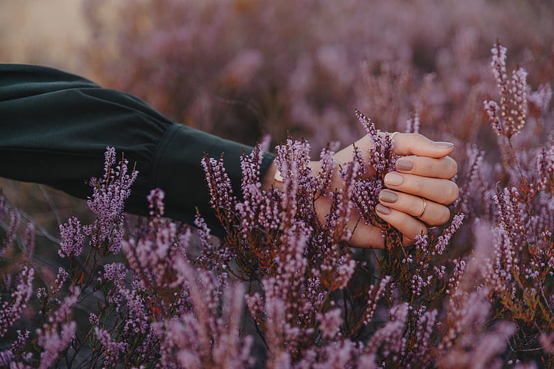 flowers, inflorescences, purple, hand, fingers, HD wallpaper