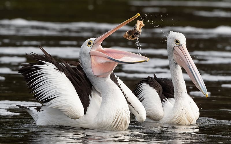 Snacking on Eel, two, eating, pelicans, water, HD wallpaper